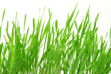 green wheat landscape