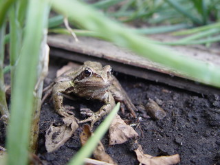 frog i