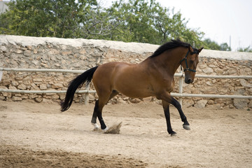 caballo6696