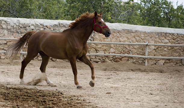caballo6775