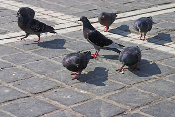 pigeons close-up