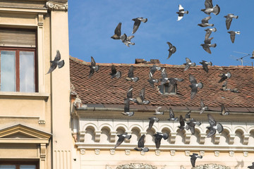 pigeons over the citz