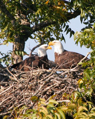 eagles in the nest