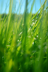 looking trough the grass