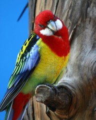 parrot