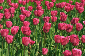 pink tulips garden