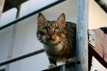 kater