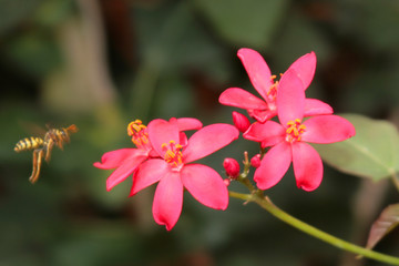 guêpe s'apprêtant à butiner une fleur