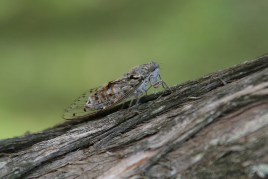 cigale sur un arbre