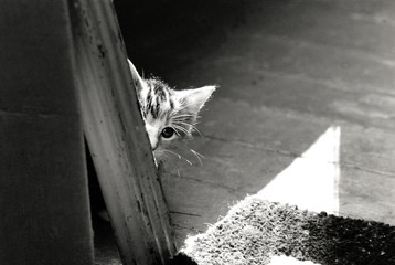 in hiding