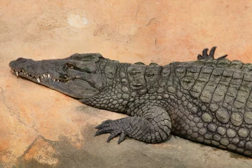 Peel and stick wall murals Crocodile crocodile