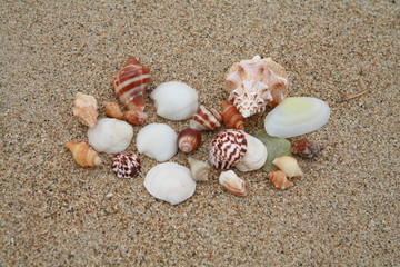shells