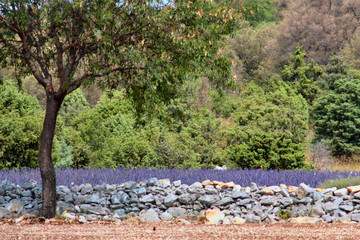 champ de lavande en fleur