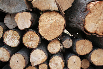 piles of wood