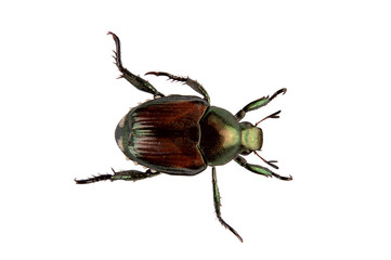 japanese beetle pest - popillia japonica - obrazy, fototapety, plakaty
