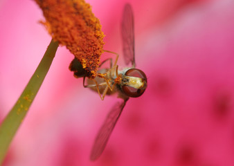 hover fly eating pollen