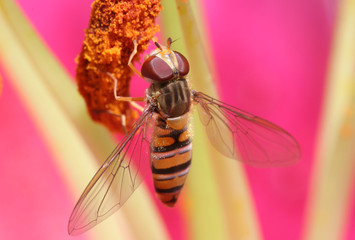 hover fly with detailed wings