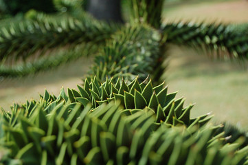 monkey puzzle tree