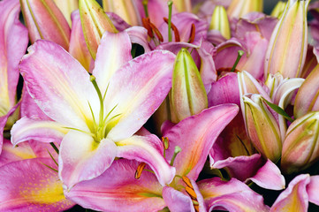 Fototapeta na wymiar pink lilies
