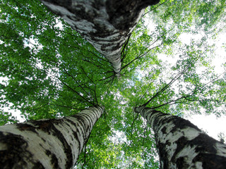 three birches