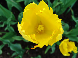 yellow tulip 2