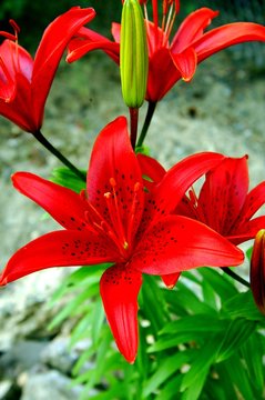 Asiatic Lilies