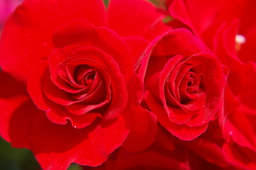 Obraz na płótnie Canvas rote rosen