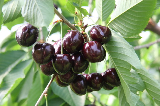 kirschen