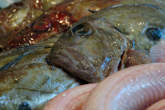frischer fisch