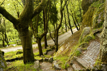 Fototapeta premium trees