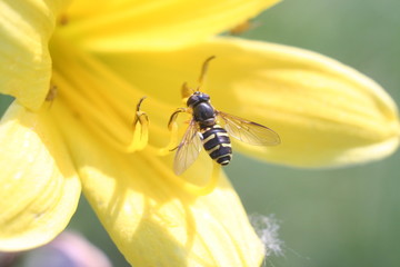 macro bee