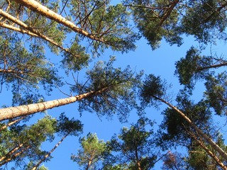 sky & trees