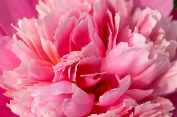 Outdoor-Kissen Makro rosa Pfingstrose © Furan