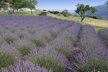 Fotobehang Lavendel lavendelvelden