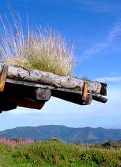 herbe sur toiture en bois