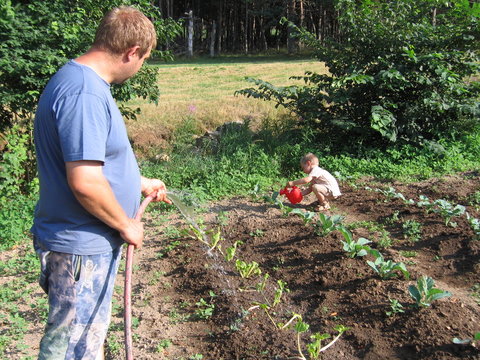 le père et l'enfant au jardin arrosant les légumes avec un tuyau et un petit arrosoir 