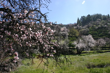mandelblüte_1