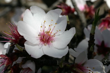 mandelblüte_2
