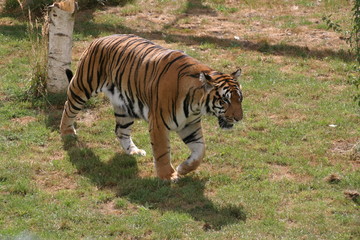 bengal tiger