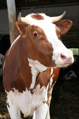 cow