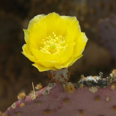 yellow prickly pear blossom