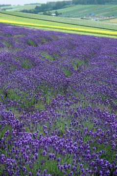 the lavender field