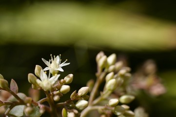 small flowers