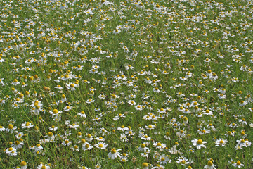 kamillenblüten wiese