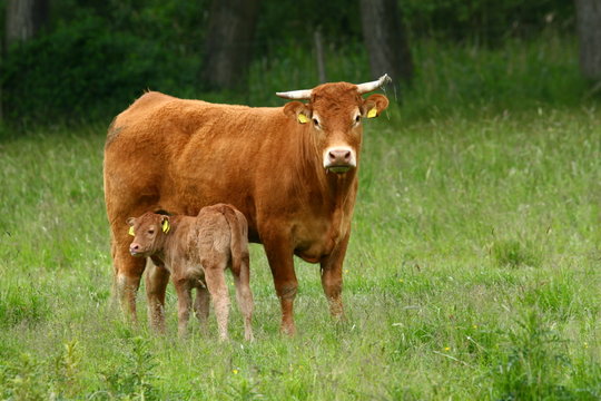 kalb und mutter