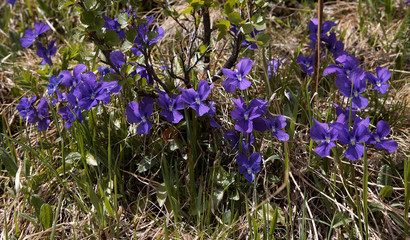 viola altaica