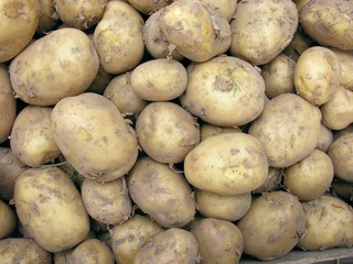 early young potatoes