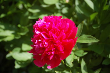 red peony