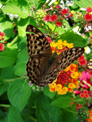 schmetterling