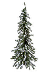 isolated evergreen tree